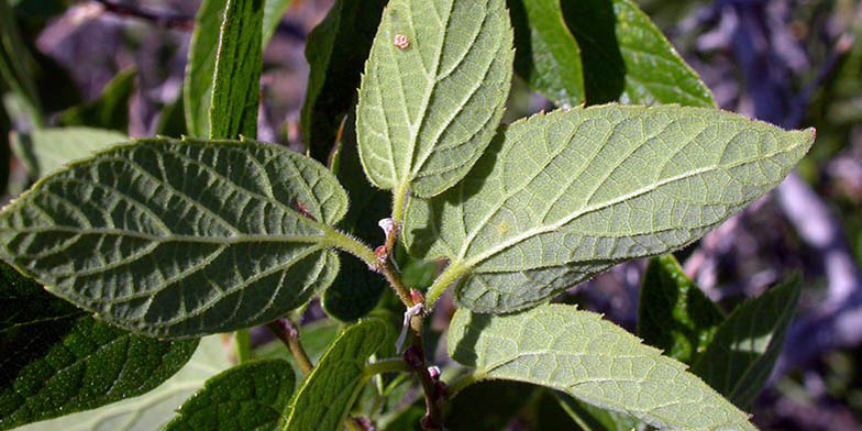 Celtis laevigata – description, flowering period and general distribution in Mississippi. the back of the leaves