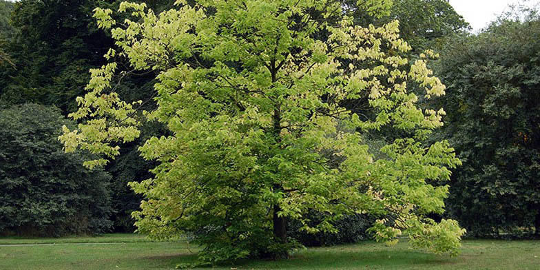 Celtis occidentalis – description, flowering period and general distribution in Florida. lonely tree on the edge of the forest