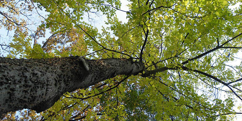 Common hackberry – description, flowering period and general distribution in Delaware. tree crown, bottom view