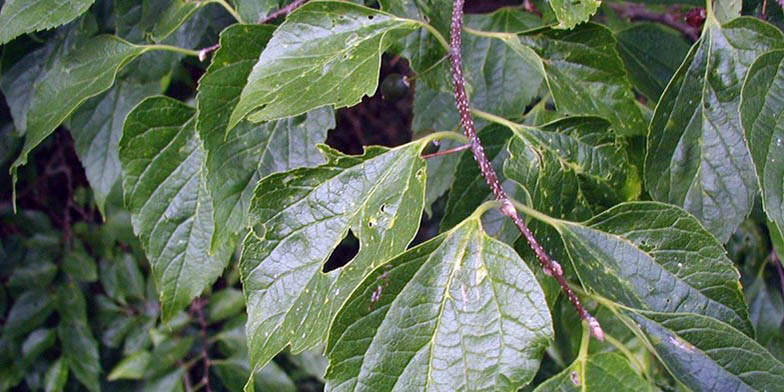 Celtis occidentalis – description, flowering period. branch covered with green leaves