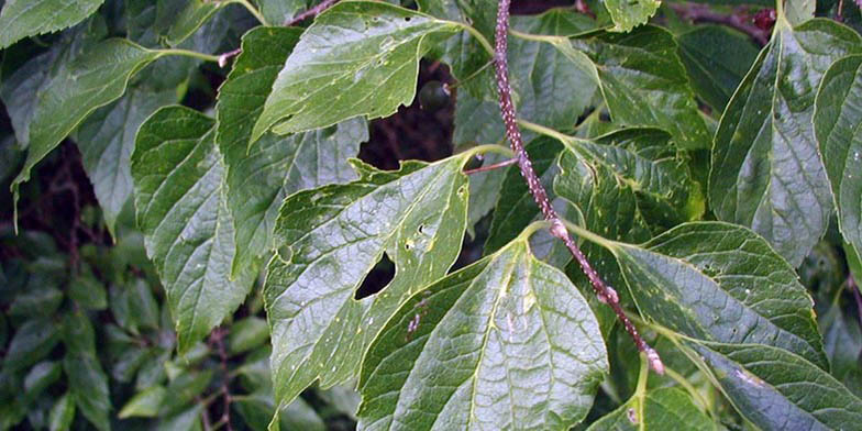 Nettle-tree – description, flowering period and general distribution in Quebec. branch covered with green leaves