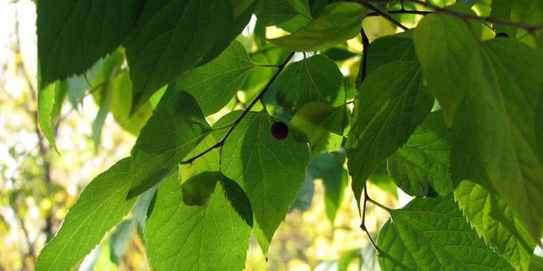 Northern hackberry – description, flowering period and general distribution in Delaware. large green leaves and a lonely berry