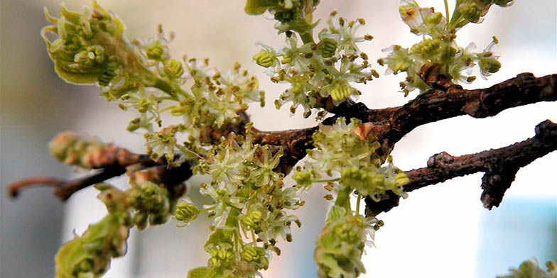 Celtis occidentalis – description, flowering period and general distribution in Florida. flowering branch