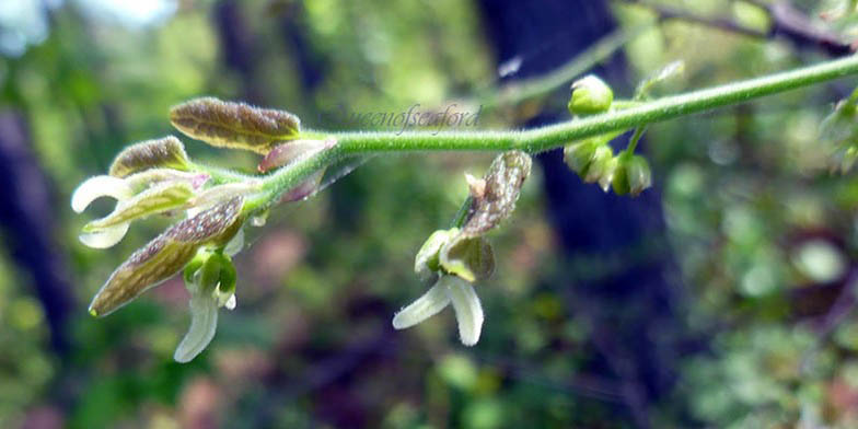 Celtis occidentalis – description, flowering period. the beginning of the flowering season, buds bloom