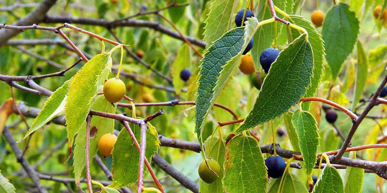 Nettle-tree – description, flowering period and general distribution in Quebec. berries on a branch of varying degrees of ripening