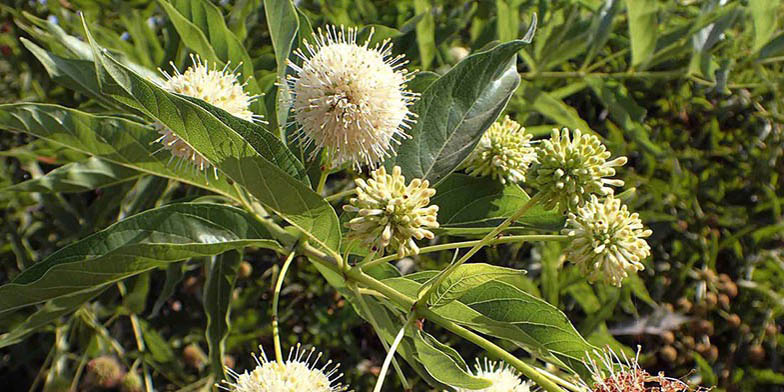 Cephalanthus occidentalis – description, flowering period and general distribution in Alabama. peculiar flowers