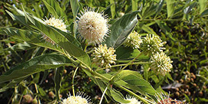 Cephalanthus occidentalis – description, flowering period and time in Wisconsin, peculiar flowers.