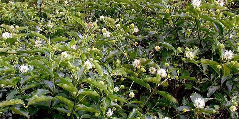 Common buttonbush – description, flowering period and general distribution in Arkansas. thick flowering bushes