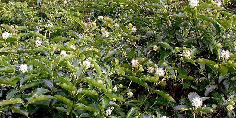 Honey-bells – description, flowering period and general distribution in Arizona. thick flowering bushes