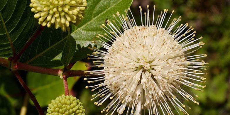 Cephalanthus occidentalis – description, flowering period and general distribution in South Carolina. flower close up