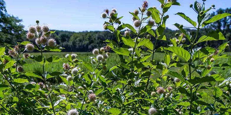 Buttonbush – description, flowering period and general distribution in Ontario. shrub at the edge of the forest