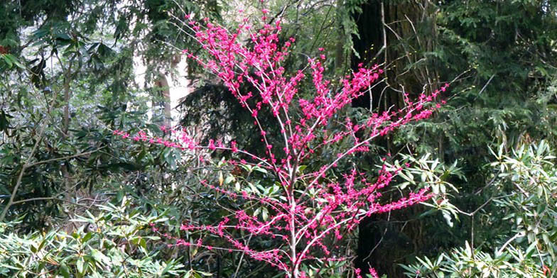 Eastern redbud – description, flowering period and general distribution in West Virginia. young tree in bloom