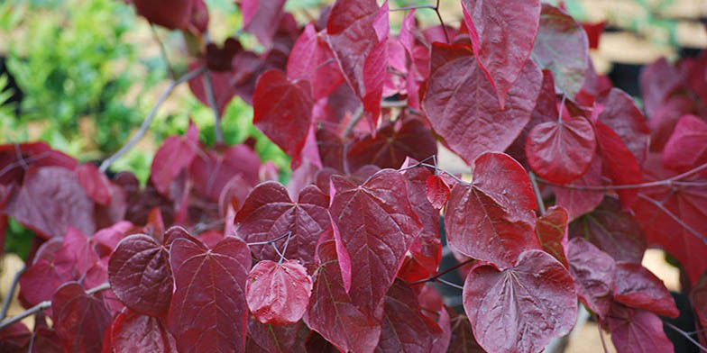 Cercis canadensis – description, flowering period and general distribution in Connecticut. red leaves