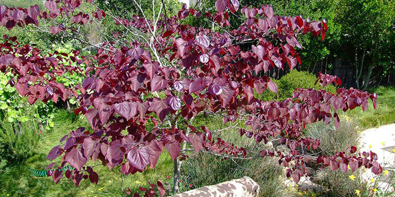 Redbud – description, flowering period and general distribution in West Virginia. Purple-leaved eastern redbud 