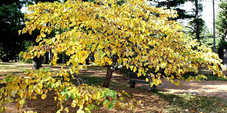 Cercis canadensis – description, flowering period. autumn tree