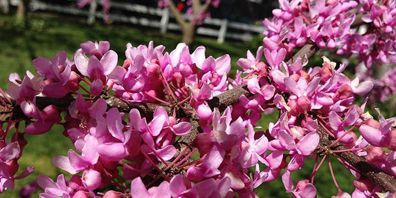 Eastern redbud – description, flowering period and general distribution in Nebraska. blooming pink flowers of cercis canadensis