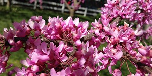Cercis canadensis – see picture in the calendar, blooming pink flowers of cercis canadensis.