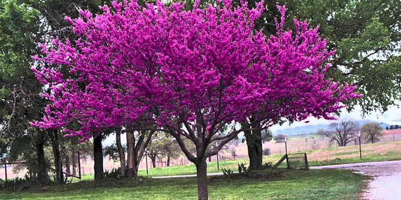 Cercis canadensis – description, flowering period and general distribution in New Jersey. Purple Spring Blossom 