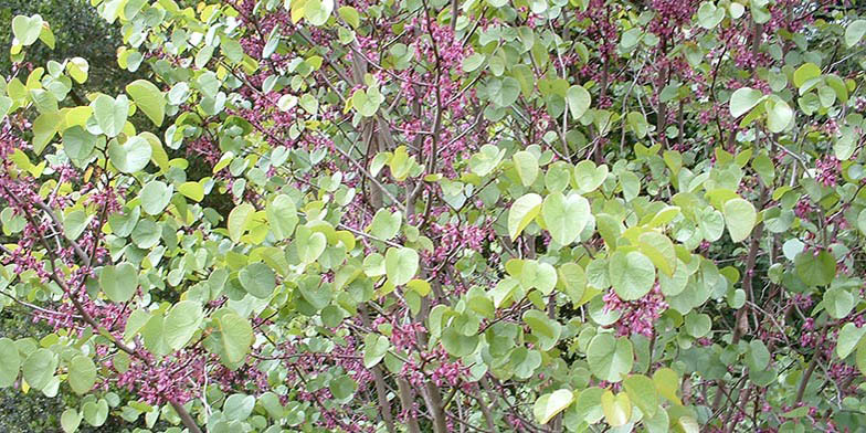 Western redbud – description, flowering period. Flowering plant