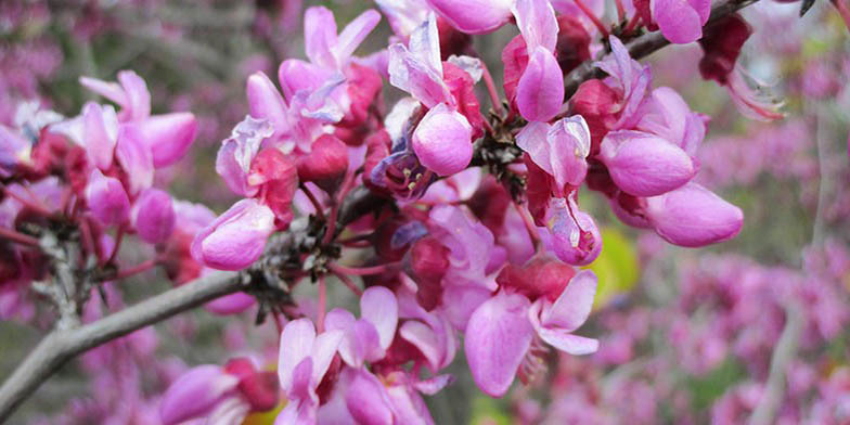 Judas tree – description, flowering period and general distribution in Utah. A branch with pink flowers on it