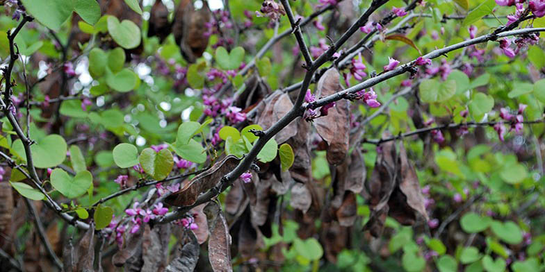 Cercis orbiculata – description, flowering period and general distribution in Utah. Flowering is coming to an end. Flowers and some leaves fade on a branch