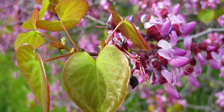 Judas tree – description, flowering period and general distribution in Utah. Young leaves and pink flowers on a branch