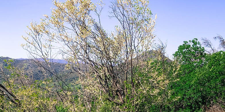 Cercis orbiculata – description, flowering period and general distribution in Utah. Plant on a slope, autumn