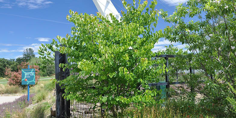 Western redbud – description, flowering period and general distribution in California. Plant in anthropogenic environment