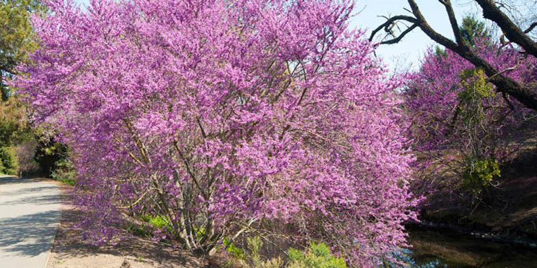 Judas tree – description, flowering period and general distribution in Utah. Beautiful flowering plant on the edge of the road by the river