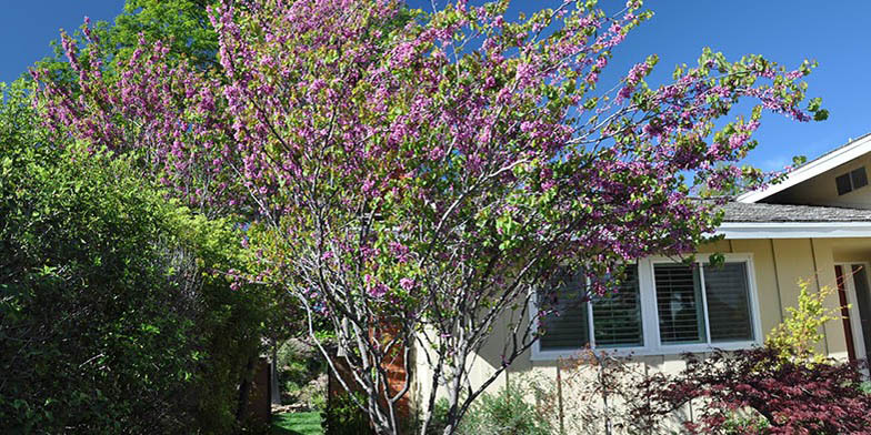 Cercis occidentalis – description, flowering period and general distribution in Utah. Plant in the garden, flowering is coming to an end