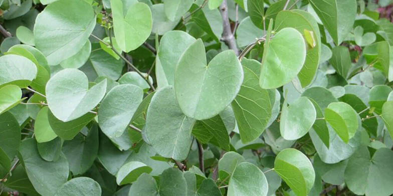 Judas tree – description, flowering period and general distribution in Utah. Green foliage in summer