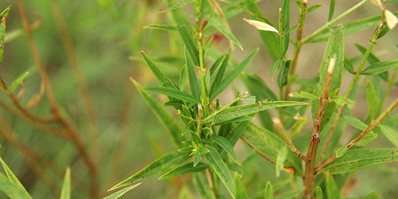 French-willow – description, flowering period and general distribution in Alaska. densely leafy stalk