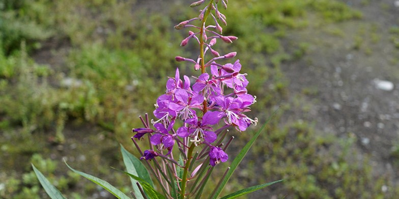 Rosebay willowherb – description, flowering period and general distribution in Northwest Territories. flowers are collected in a rare apical brush