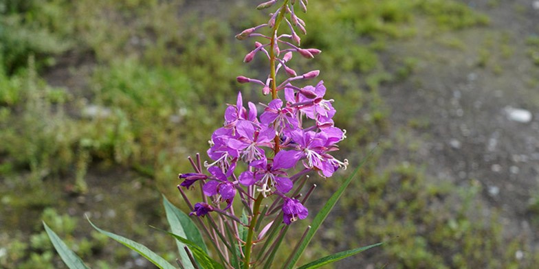 Chamaenerion angustifolium – description, flowering period and general distribution in Ontario. flowers are collected in a rare apical brush