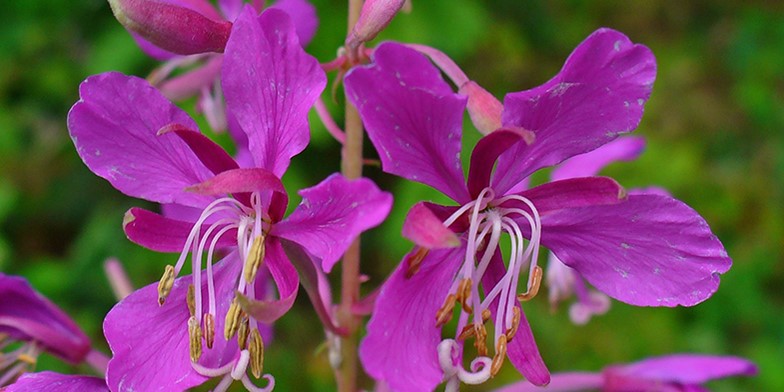 Chamaenerion angustifolium – description, flowering period and general distribution in Ontario. small bright honey flowers