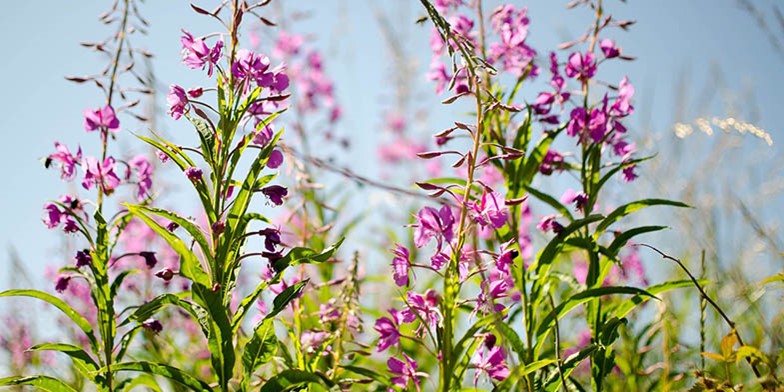 Fireweed – description, flowering period and general distribution in Wyoming. bright flowering stems in the sunshine