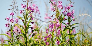 Chamaenerion angustifolium – description, flowering period and time in Northwest Territories, bright flowering stems in the sunshine.