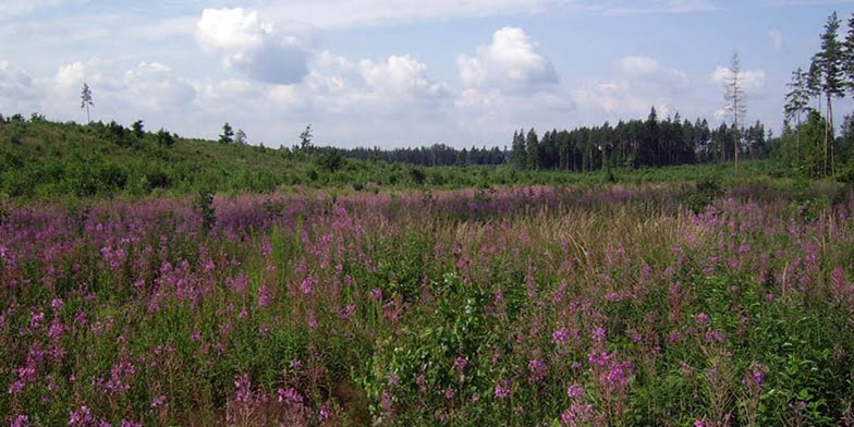 Chamaenerion angustifolium – description, flowering period and general distribution in Manitoba. flowering field