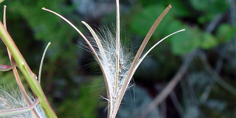 Rosebay willowherb – description, flowering period and general distribution in Saskatchewan. The fruit is a fluffy, slightly curved box resembling a pod