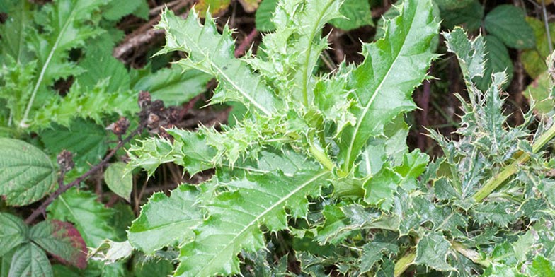Cursed thistle – description, flowering period and general distribution in Arkansas.