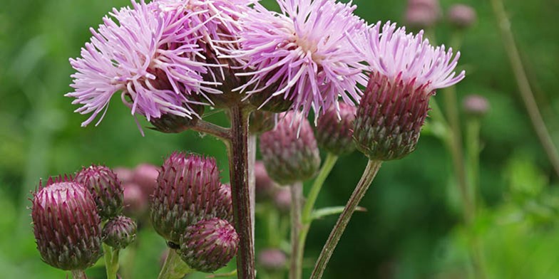 Small-flowered thistle – description, flowering period and general distribution in Arizona.