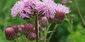 Cirsium arvense – description, flowering period and time in Kentucky,.