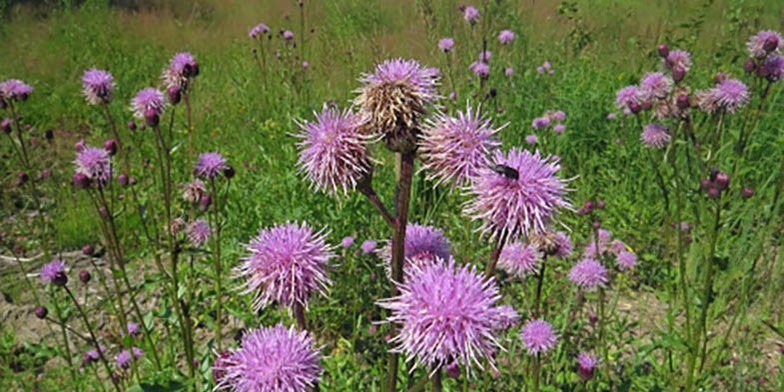 Cirsium arvense – description, flowering period and general distribution in Nova Scotia.