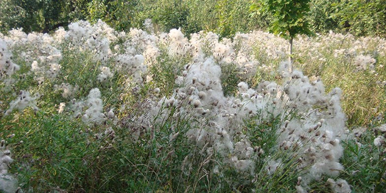 Small-flowered thistle – description, flowering period and general distribution in Colorado.