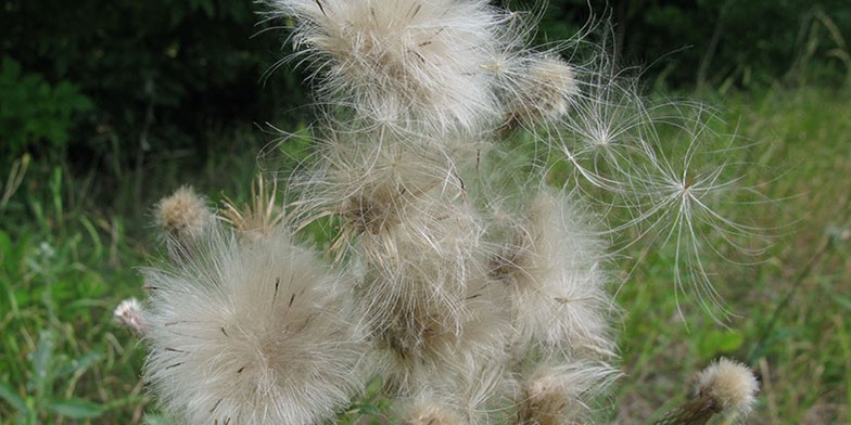 Cirsium arvense – description, flowering period and general distribution in Michigan.