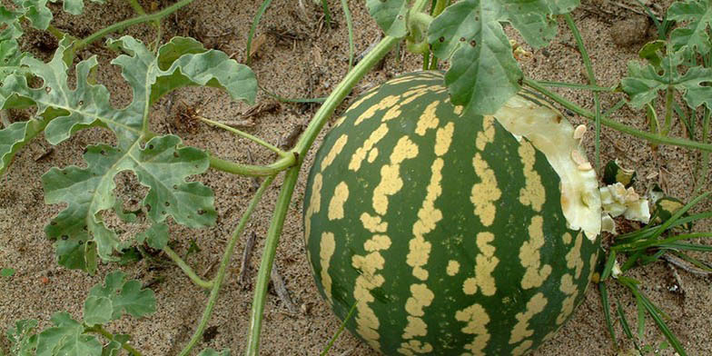 Citrullus lanatus – description, flowering period and general distribution in Vermont. Someone bitten a watermelon