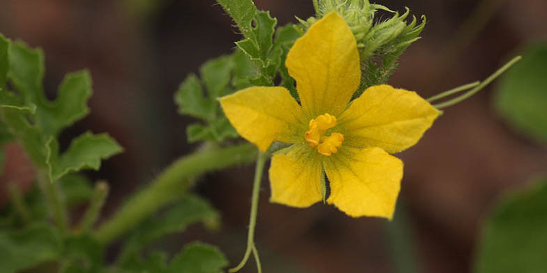 Citrullus lanatus – description, flowering period and general distribution in Texas. Watermelon flower