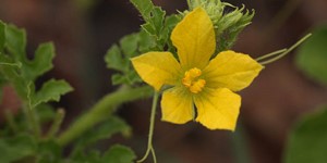 Citrullus lanatus – description, flowering period and time in Wisconsin, Watermelon flower.