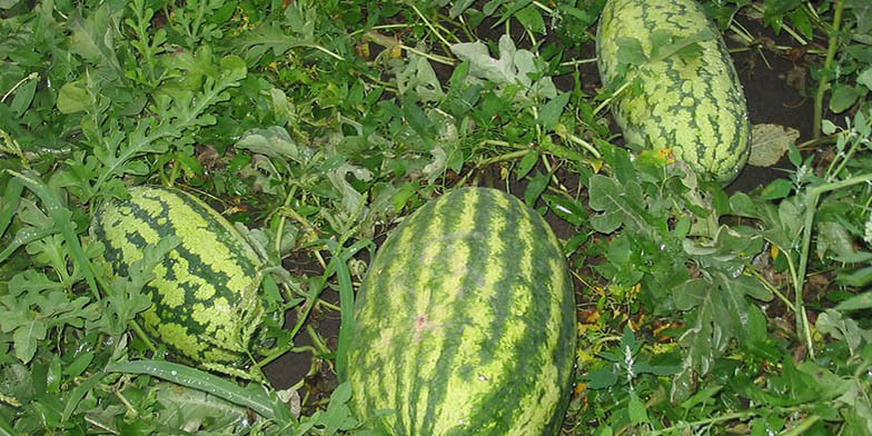 Citrullus lanatus – description, flowering period and general distribution in Mississippi. Ground watermelon berries