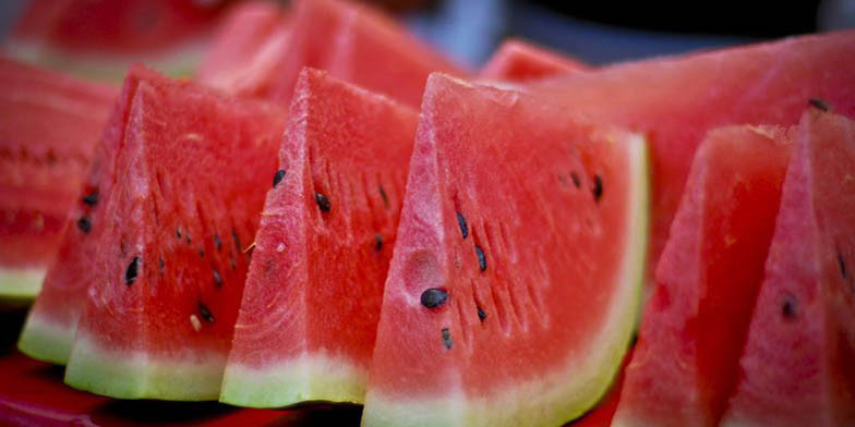 Citrullus lanatus – description, flowering period and general distribution in Vermont. Chunks of Watermelon